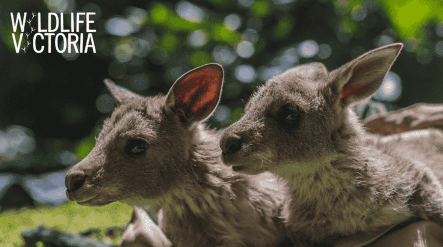 Screen Shot 2024-05-17 at 3.39.02 pm Image of Wildlife Victoria campaign