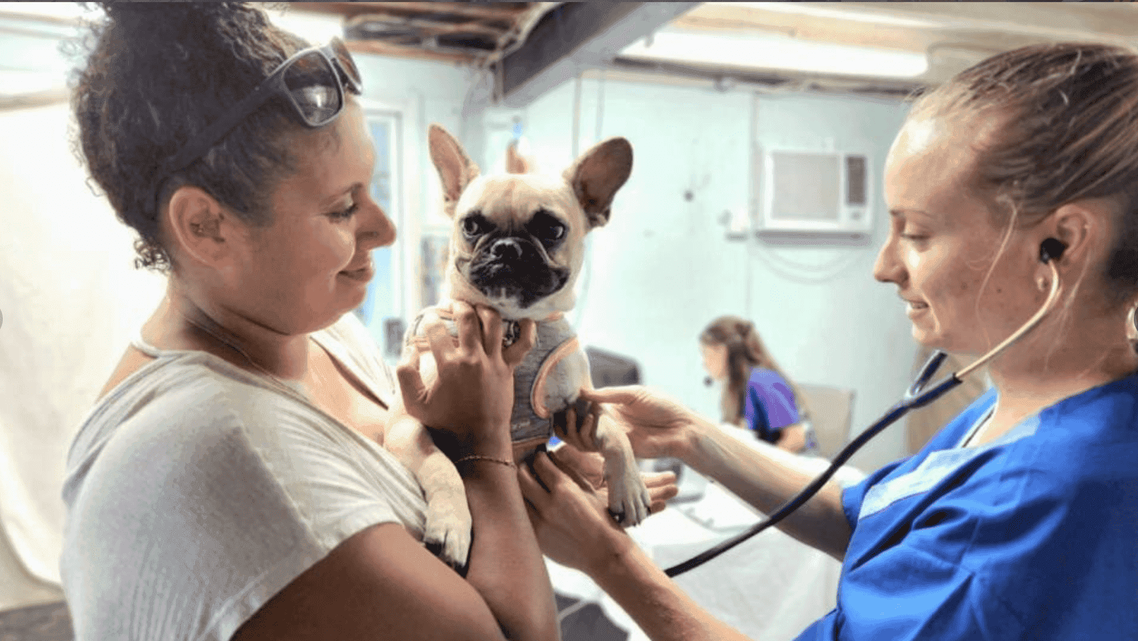 Vets Beyond Borders Vets Beyond Borders