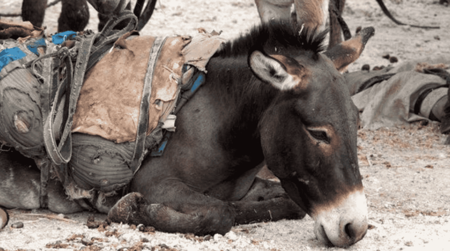 Animal Aid Abroad Animal Aid Abroad