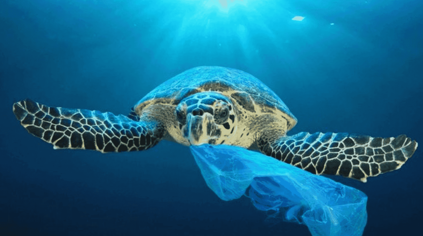 Australian Marine Conservation Society Australian Marine Conservation Society
