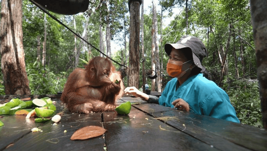 Borneo Orangutan Survival Australia Borneo Orangutan Survival Australia