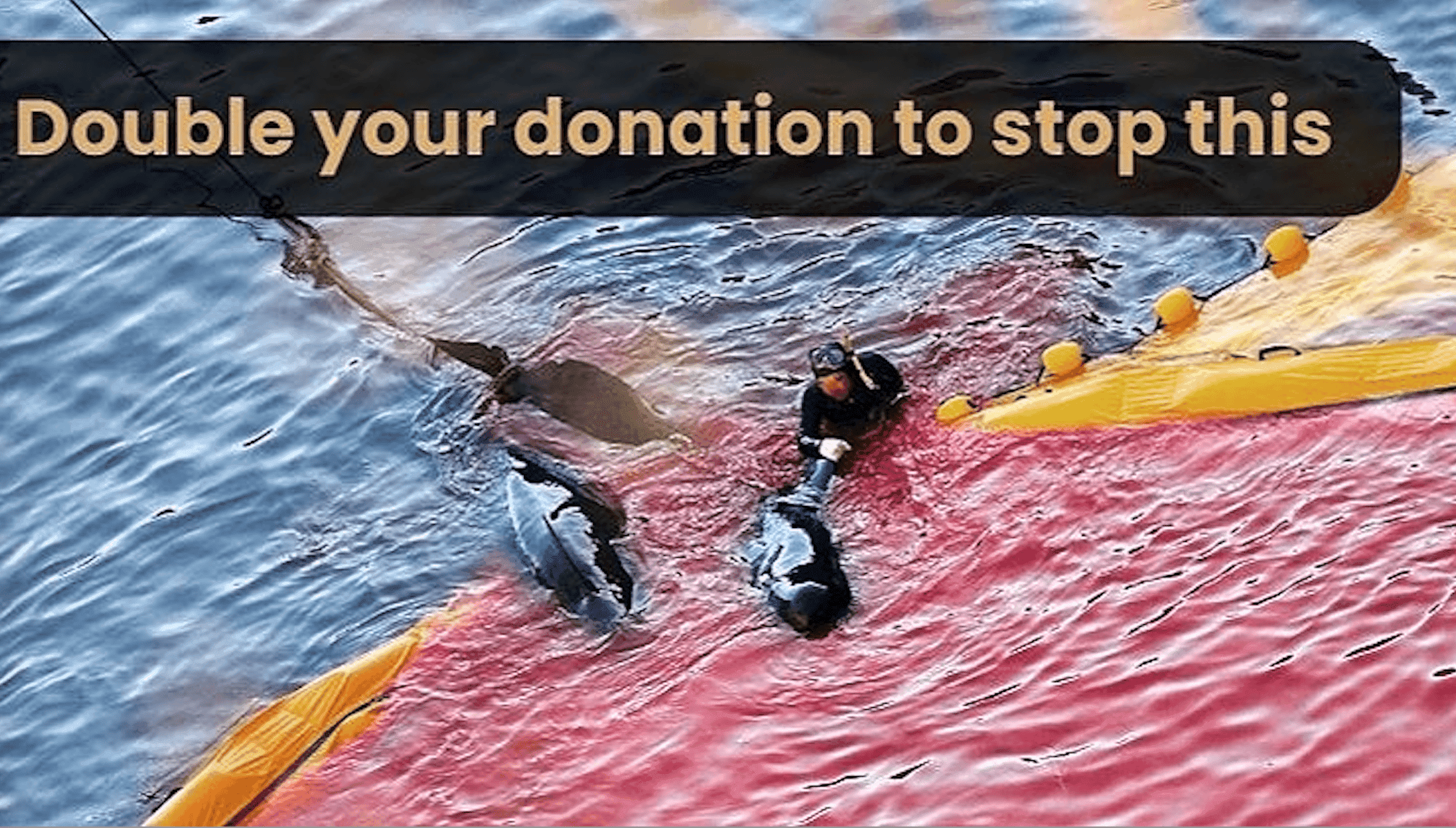 Action for Dolphins Action for Dolphins
