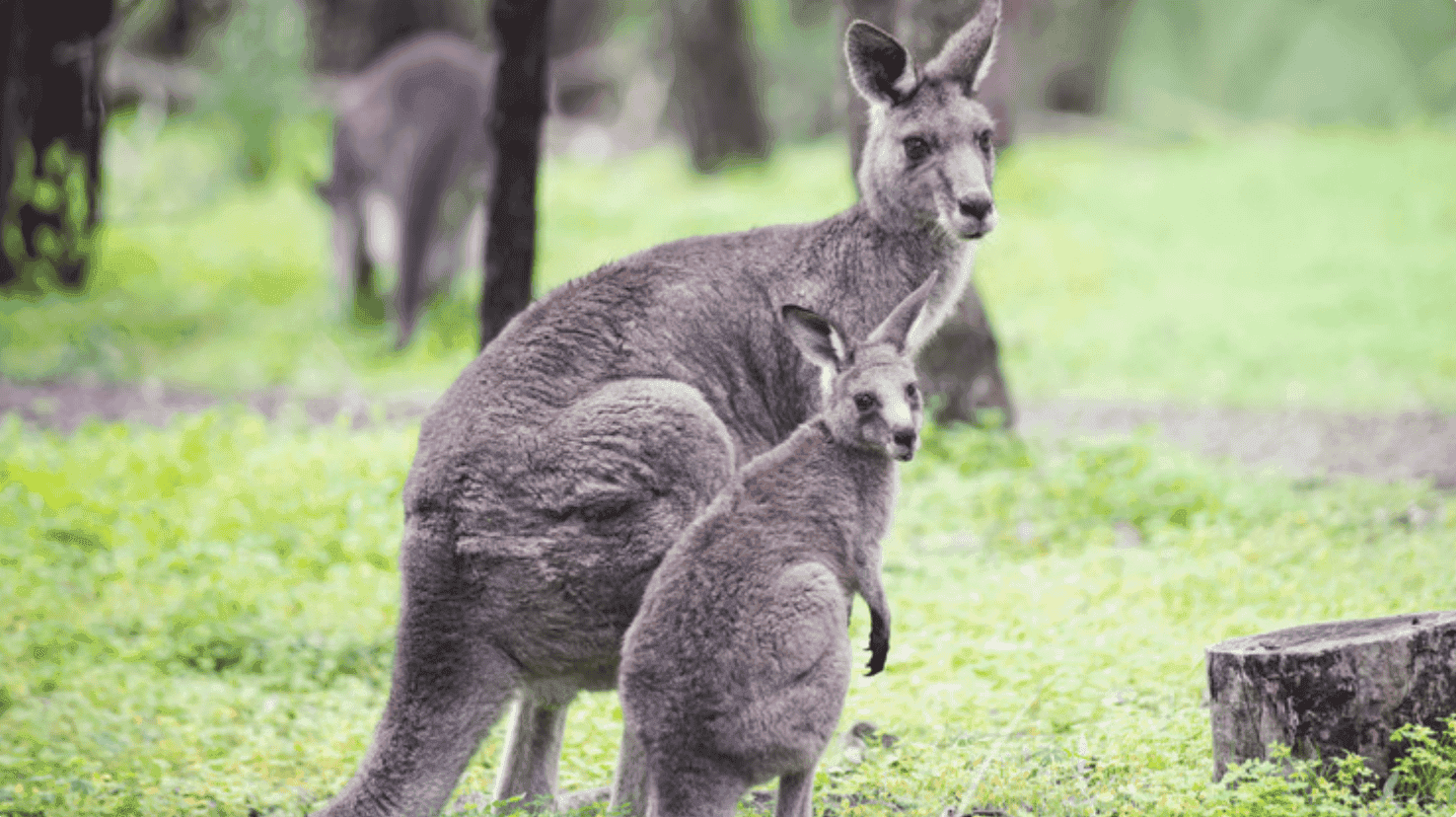 Wildlife Victoria Wildlife Victoria