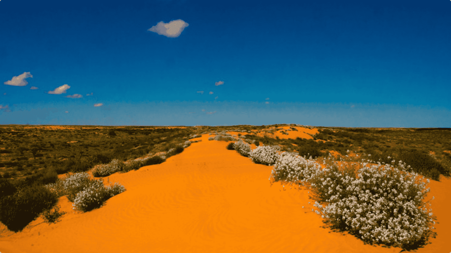 Screenshot 2024-06-18 at 11.38.19 AM Image of The Wilderness Society SA campaign