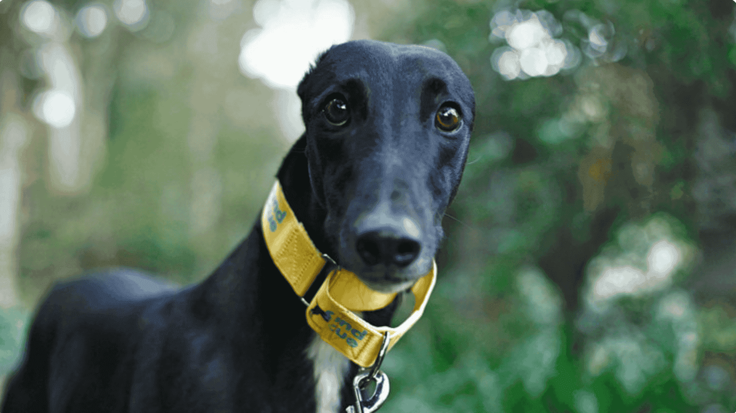 Greyhound Rescue Incorporated Greyhound Rescue Incorporated