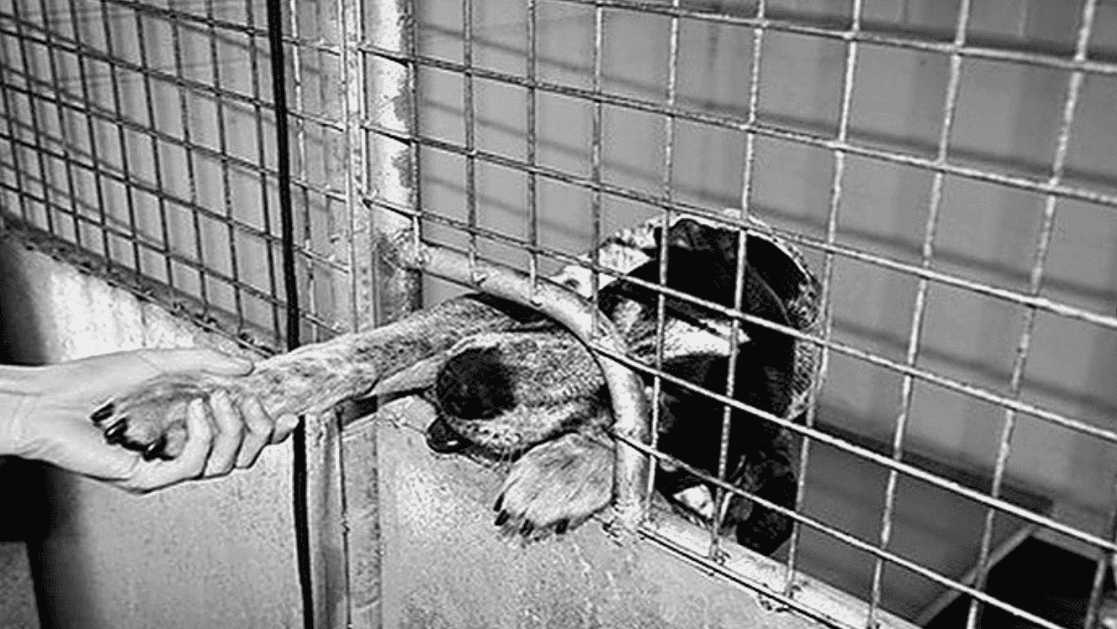 Forever Friends Animal Rescue Forever Friends Animal Rescue
