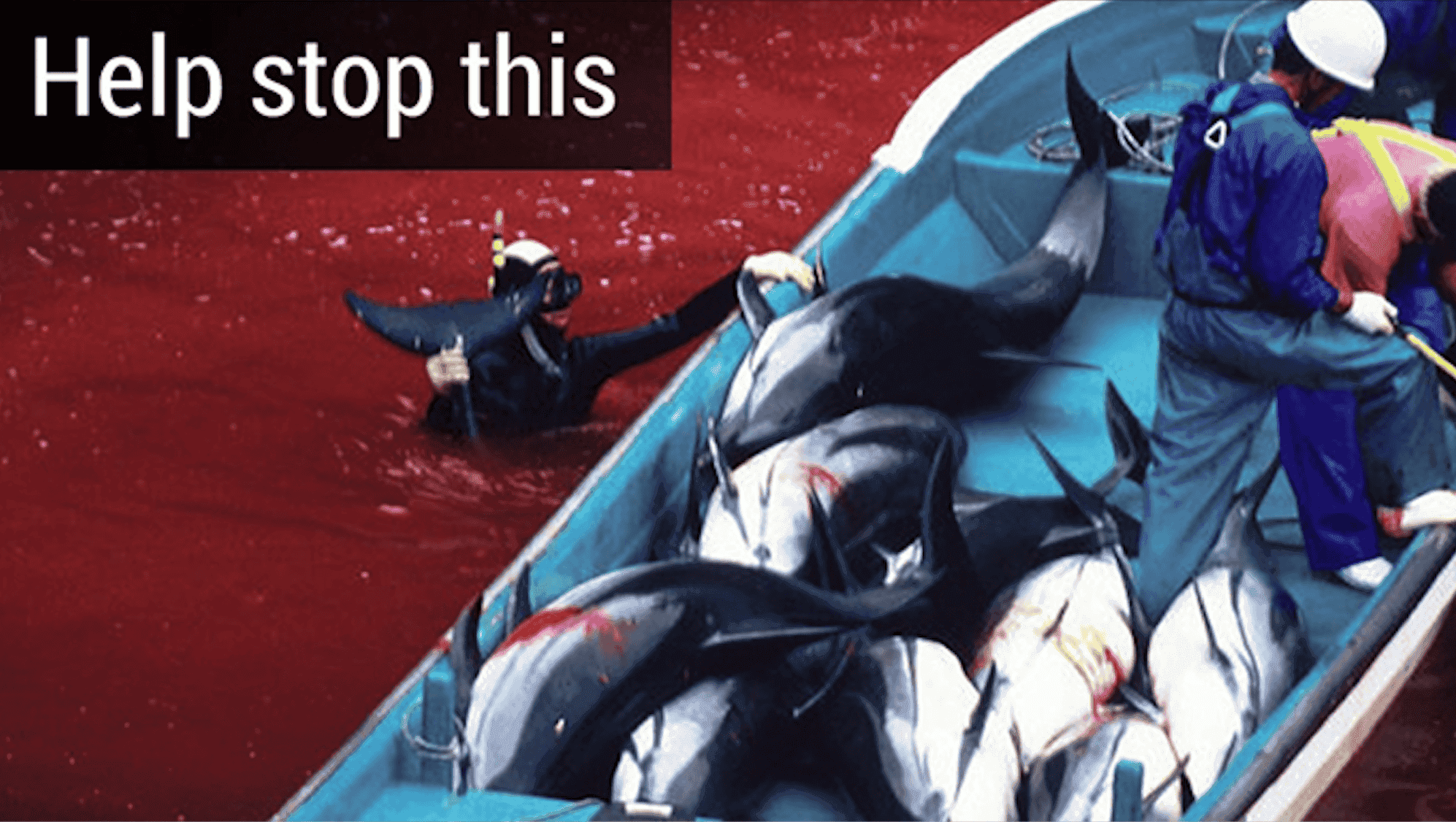 Australia For Dolphins Australia For Dolphins