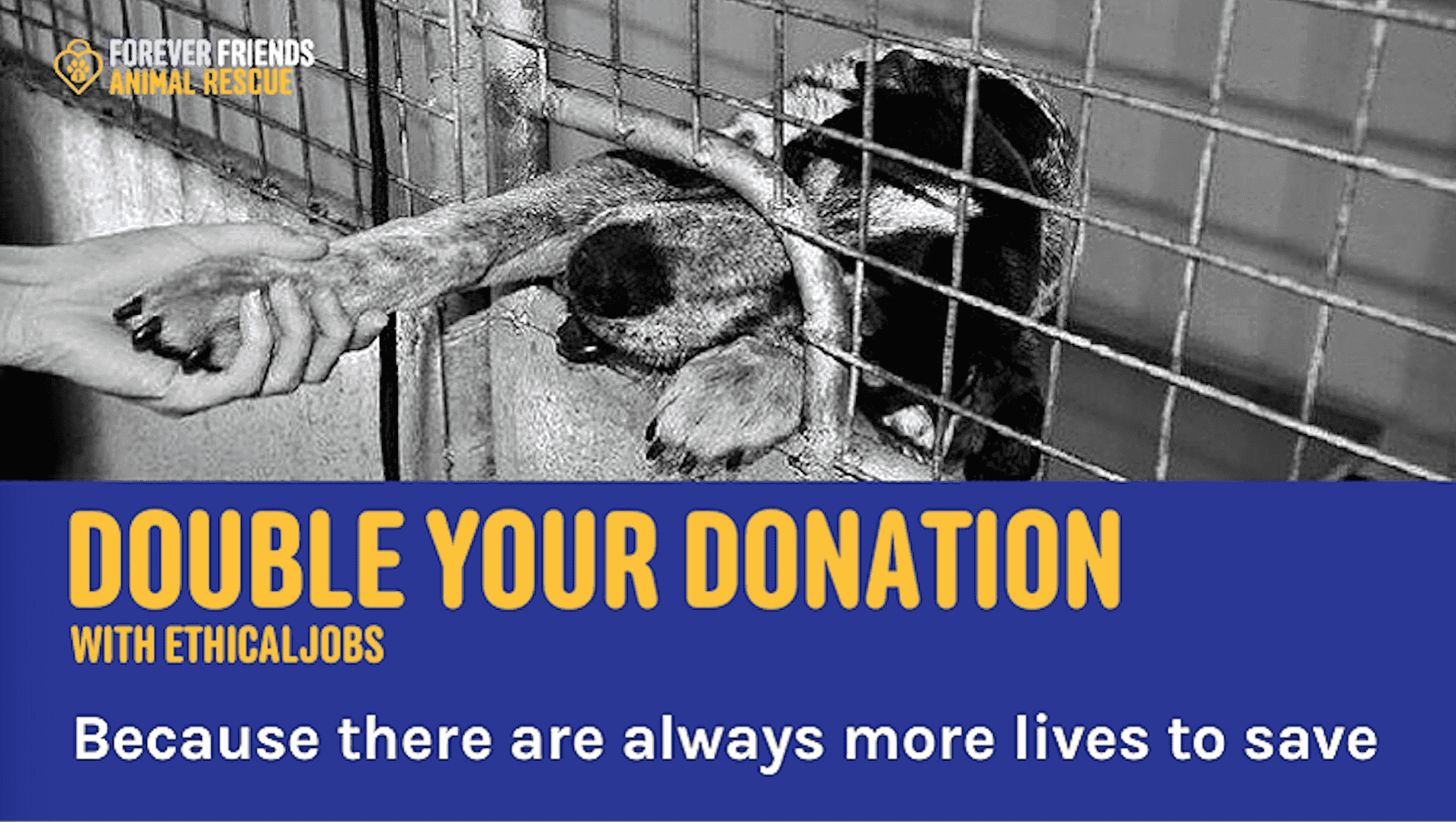 Forever Friends Animal Rescue Forever Friends Animal Rescue