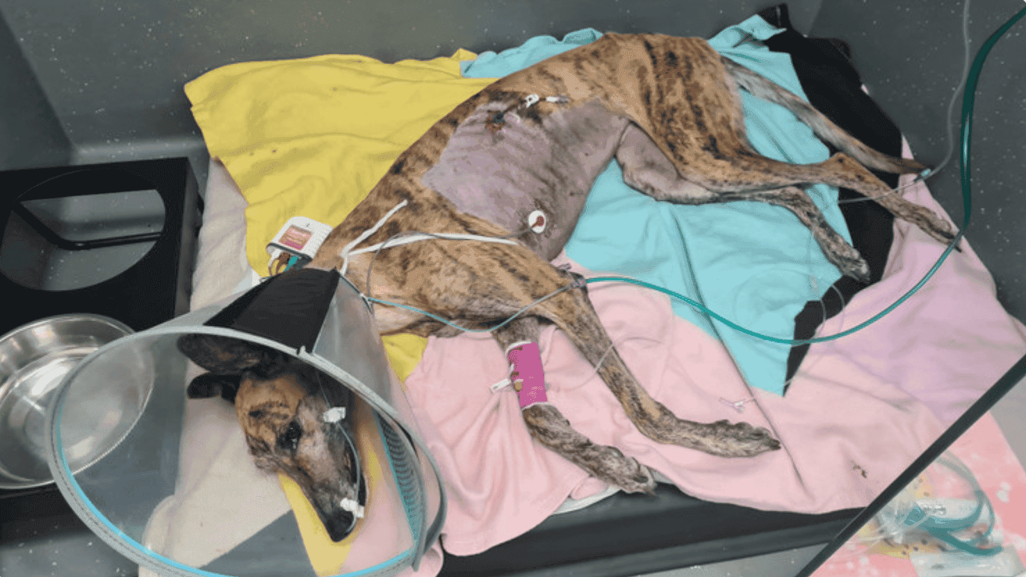 Greyhound Rescue Greyhound Rescue