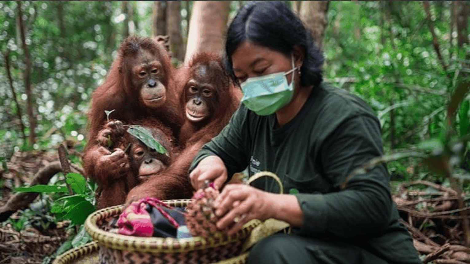 Borneo Orangutan Survival (BOS) Australia Borneo Orangutan Survival (BOS) Australia
