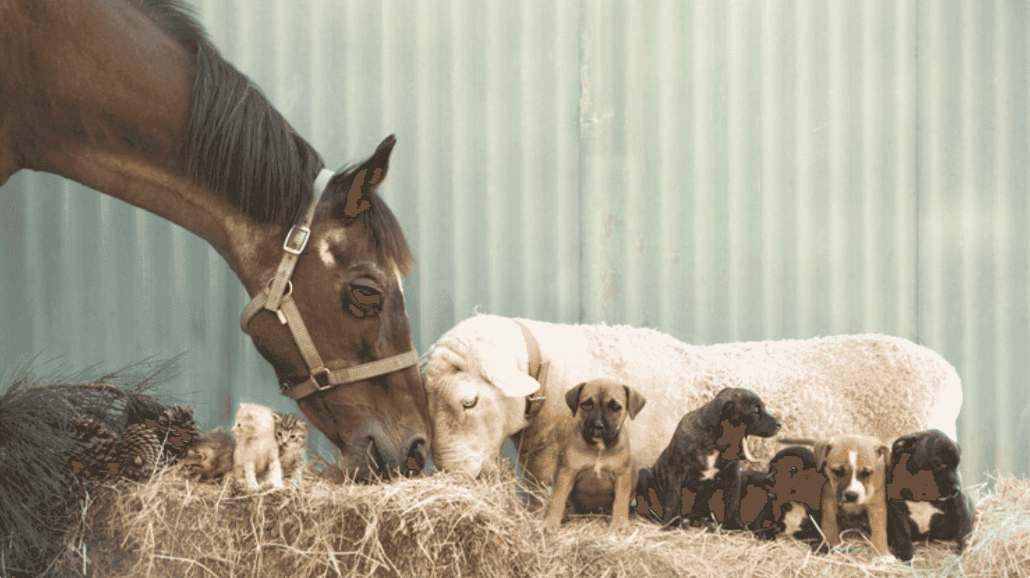 Forever Friends Animal Rescue Forever Friends Animal Rescue
