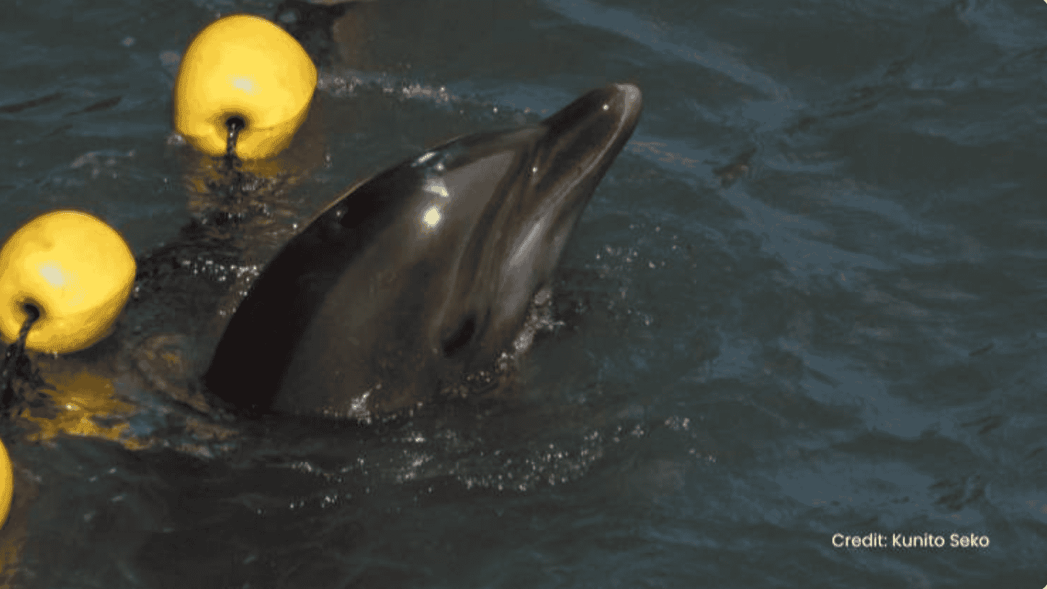 Action for Dolphins Action for Dolphins
