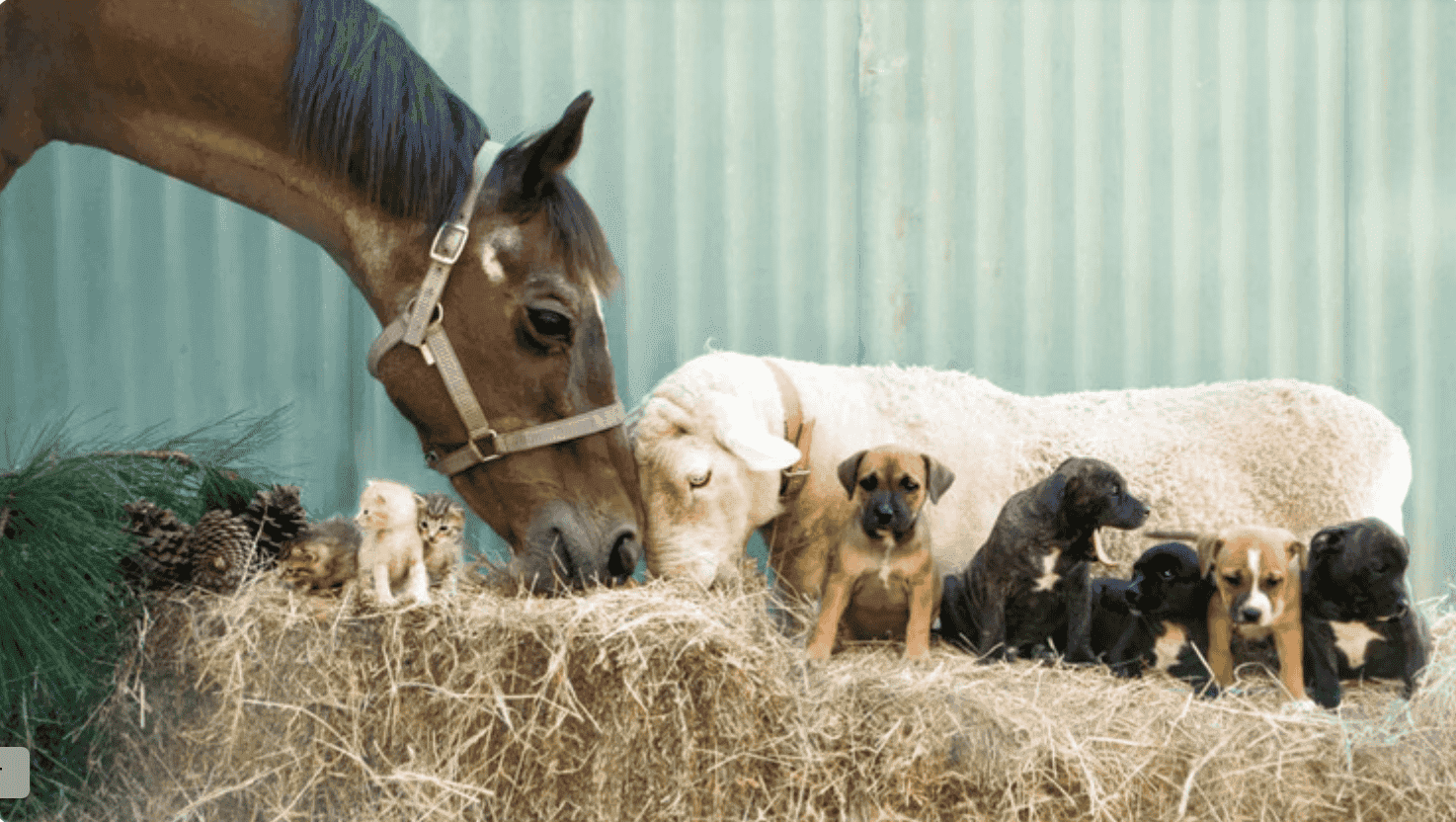 Forever Friends Animal Rescue (FFAR) Forever Friends Animal Rescue (FFAR)